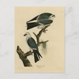 Cartão Postal Mississípi das Aves da América de Audubon