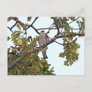 Cartão Postal Mississippi Kite E Oak Tree
