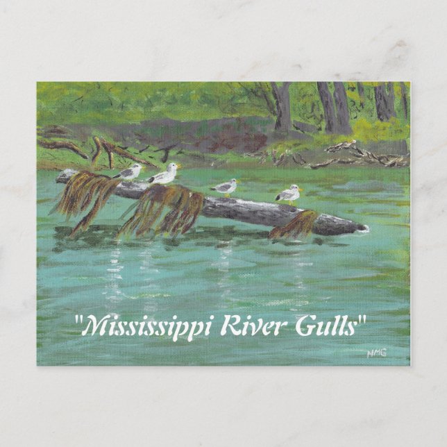 Cartão Postal Mississippi River Gulls (Frente)