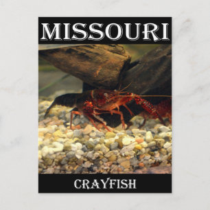 Cartão Postal Missouri Crawfish