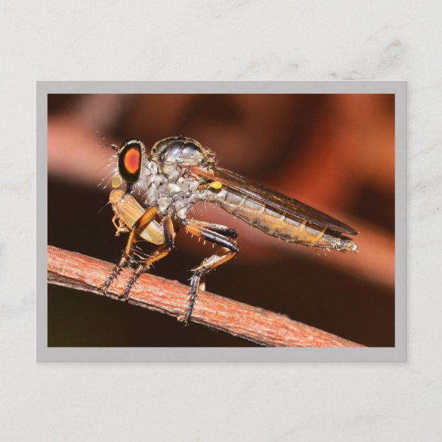 Cartão Postal Missouri Damselfly. (Frente)