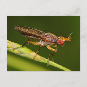 Cartão Postal Missouri Fly.