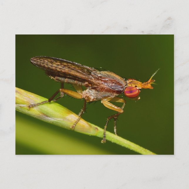Cartão Postal Missouri Fly. (Frente)