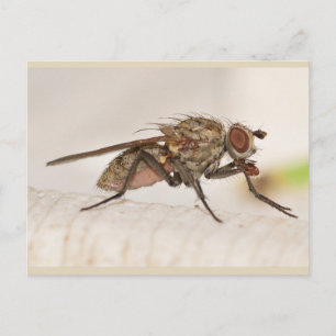 Cartão Postal Missouri Fly.