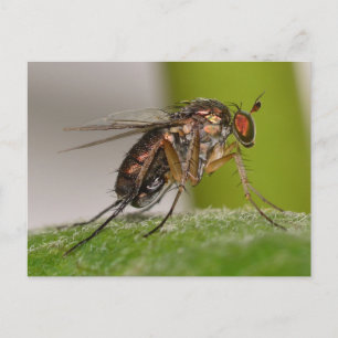 Cartão Postal Missouri Fly.