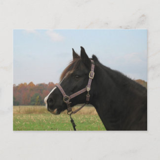 Cartão Postal Missouri Foxtrotter