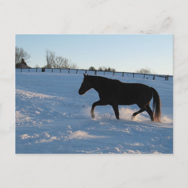 Cartão Postal Missouri Foxtrotter ao crepúsculo (Frente)