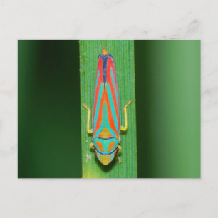 Cartão Postal Missouri Leaf Hopper.