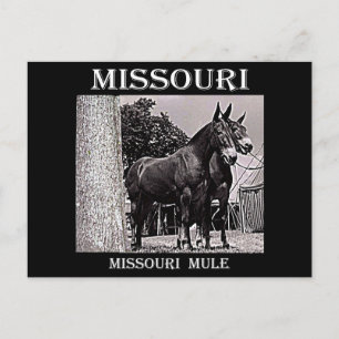 Cartão Postal Missouri Mule