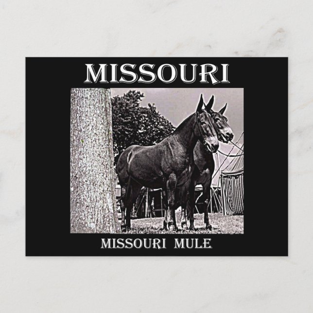 Cartão Postal Missouri Mule (Frente)