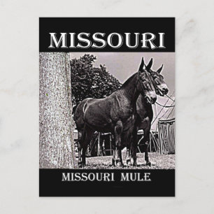 Cartão Postal Missouri Mule