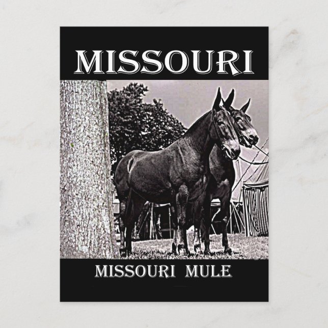 Cartão Postal Missouri Mule (Frente)