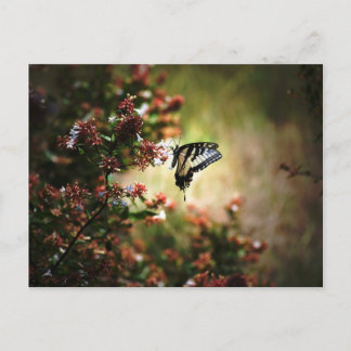 Cartão Postal mistério da graça