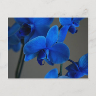 Cartão Postal Mística Azul