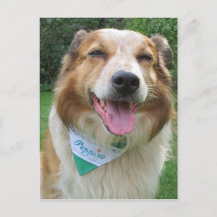 Cartão Postal mistura de border collie
