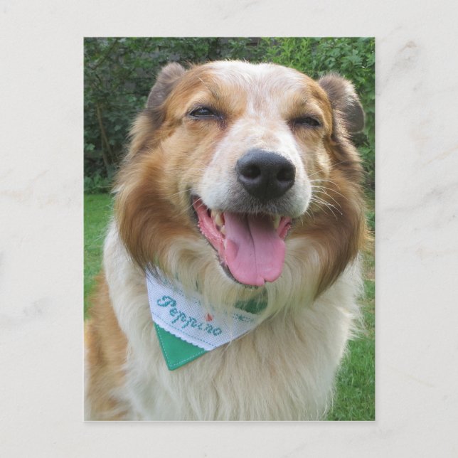 Cartão Postal mistura de border collie (Frente)