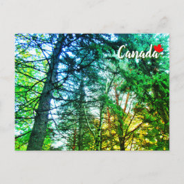 Cartão Postal Mistura de Floresta de Árvores do Canadá