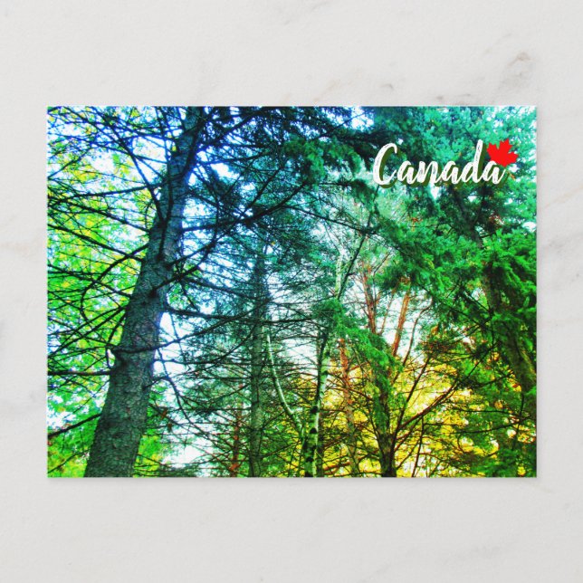 Cartão Postal Mistura de Floresta de Árvores do Canadá (Frente)