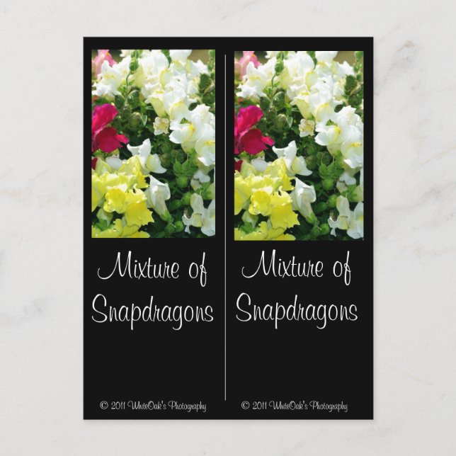 Cartão Postal Mistura de Snapdragons (Frente)