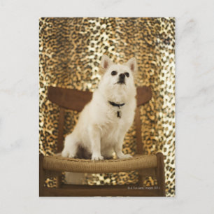 Cartão Postal Mistura panérica