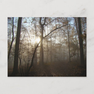 Cartão Postal Misty Autumn Morning na Floresta #1