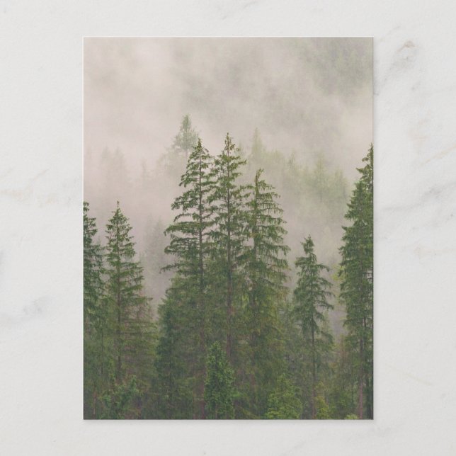 Cartão Postal Misty Foggy Forest Trees (Frente)