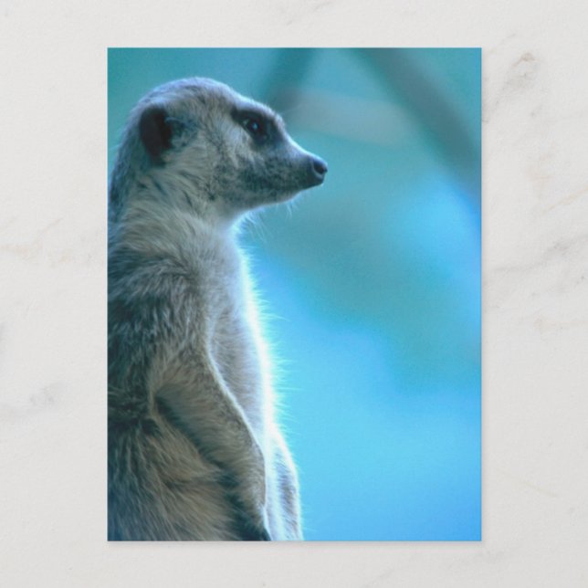 Cartão Postal Misty Meerkat (Frente)