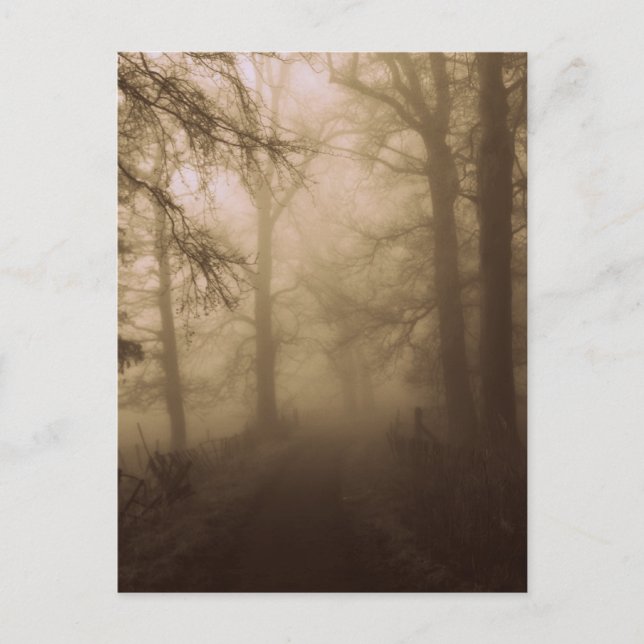 Cartão Postal Misty Morning Walk in the Woods - Fotografia (Frente)