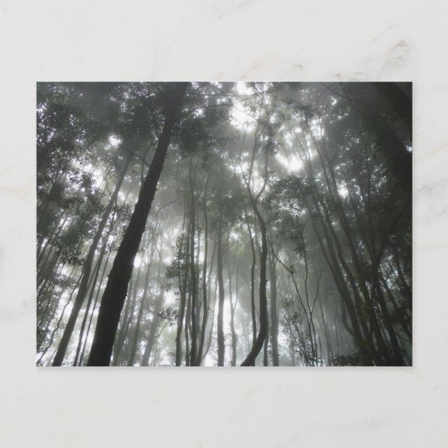 Cartão postal Misty Mountain (Frente)