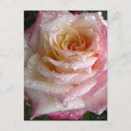 Cartão Postal Misty Rosa