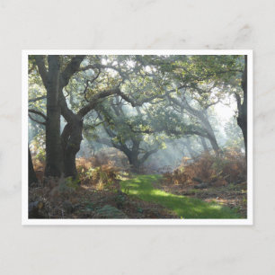 Cartão postal Misty Woodland