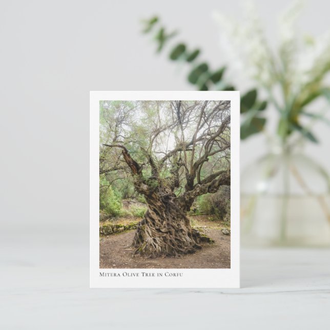 Cartão Postal Mitera Olive Tree in Corfu (Em pé/Frente)
