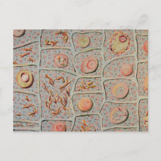 Cartão Postal Mitose