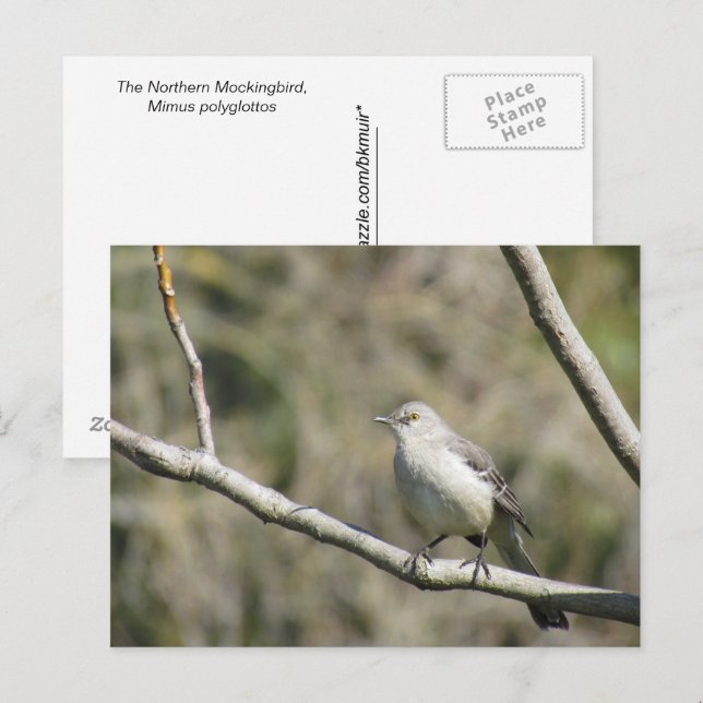Cartão postal - Mockingbird (Frente/Verso)