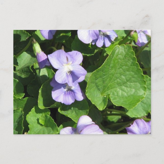 Cartão postal Modelo horizontal - Personalizado (Frente)