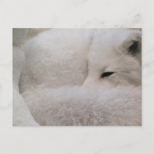 Cartão postal Modelo horizontal - Personalizado