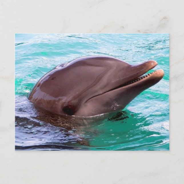 Cartão postal Modelo horizontal - Personalizado (Frente)