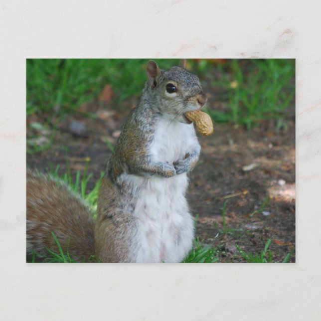 Cartão postal Modelo horizontal - Personalizado (Frente)