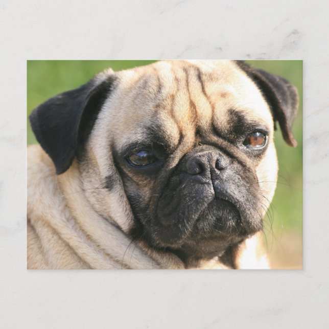 Cartão postal Modelo horizontal - Personalizado (Frente)