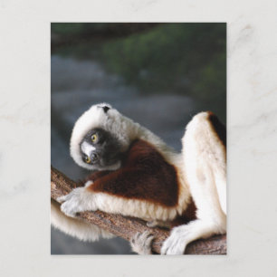 Cartão postal Modelo vertical - Personalizado