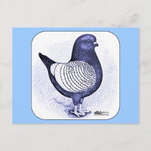 Cartão Postal Modena Argent Pigeon