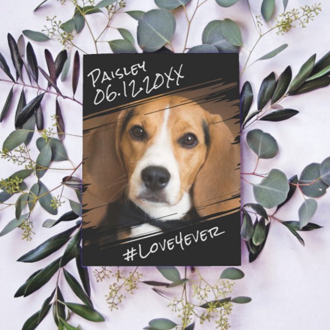 Cartão Postal Moderno Chique Elegante Simples Preto Pet Dog Lemb (Criador carregado)