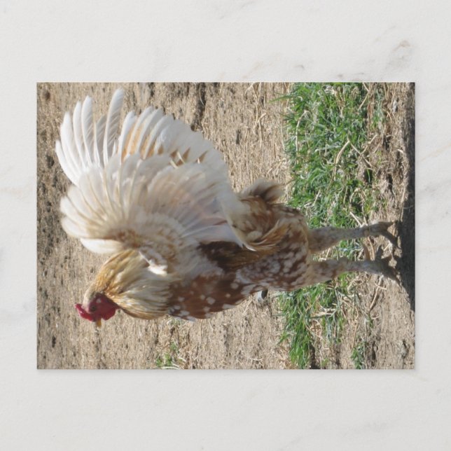 Cartão Postal "Moe" (Frente)