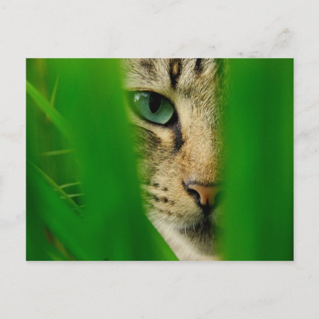 Cartão Postal Moggy Jogando Selva (Frente)