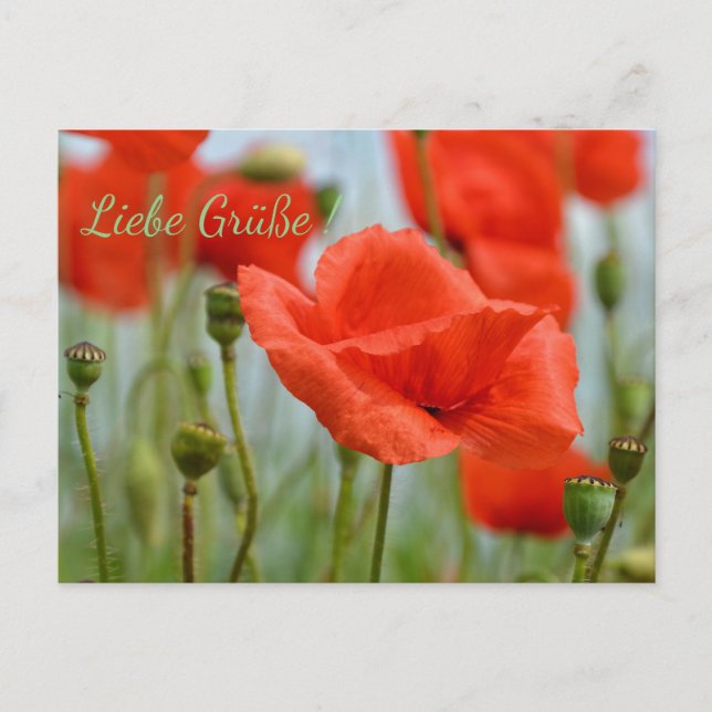 Cartão Postal Mohnblumen (Frente)