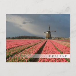 Cartão Postal Moinho de vento com tulipas cor-de-rosa em primave