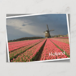 Cartão Postal Moinho de vento com tulipas cor-de-rosa na primave