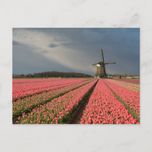 Cartão Postal Moinho de vento com tulipas rosa em primavera