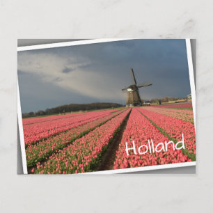 Cartão Postal Moinho de vento com tulipas rosa em primavera
