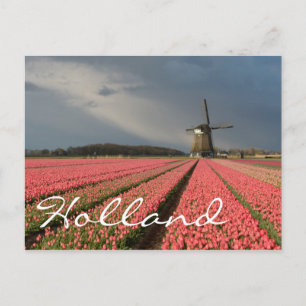 Cartão Postal Moinho de vento com tulipas rosa em primavera